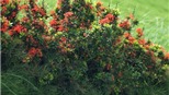 Thảm hoa đẹp bên đê sông Hồng